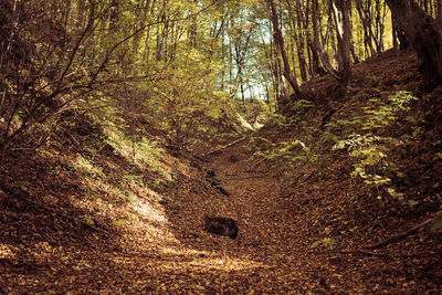 Trees growing in forest