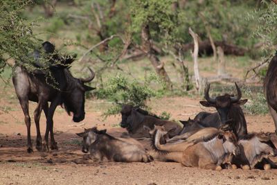 Wildebeest relaxing on field during sunny day