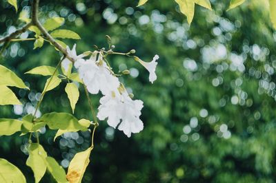 Close-up of flowers blooming on tree