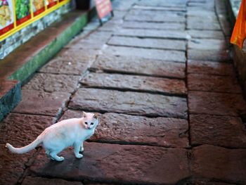 Portrait of cat sitting outdoors