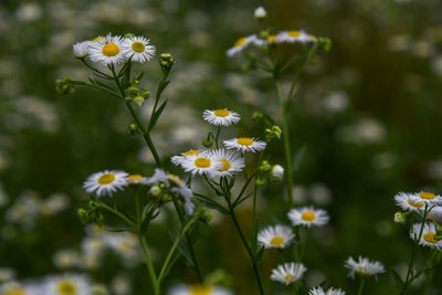 Close-up of white flowering plant on field