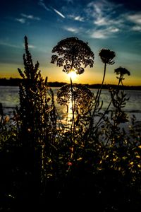 Silhouette of plants at sunset