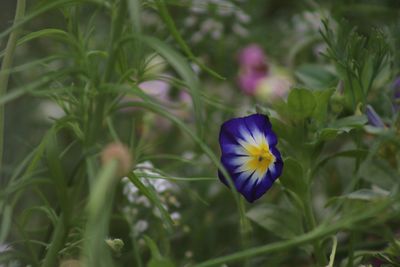 Close-up of purple flowering plant