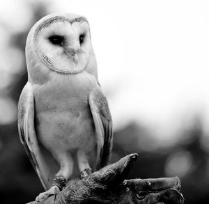 Close-up of barn owl on branch