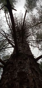 Low angle view of trees in forest against sky