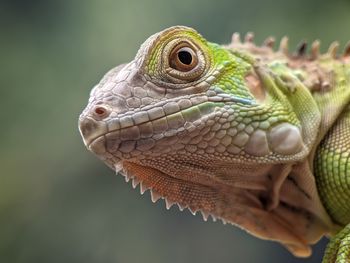 Close-up of lizard