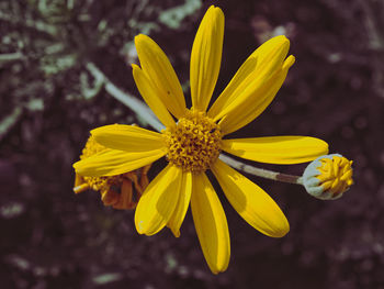 Close-up of yellow flower