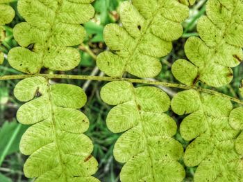 Full frame shot of green leaves