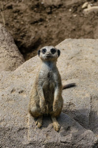 Portrait of lizard on rock