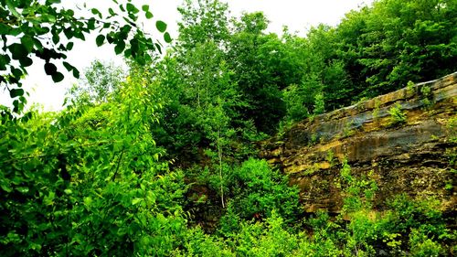 Trees in forest