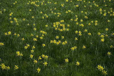 Yellow flowers blooming in field