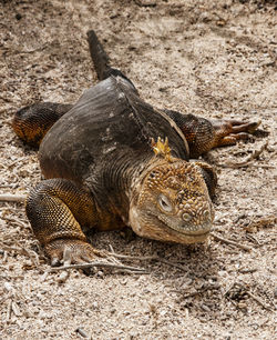 Close-up of turtle on field