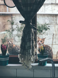 Cat sitting on window sill