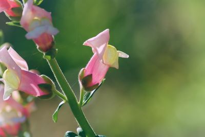 Close-up of flowers blooming outdoors