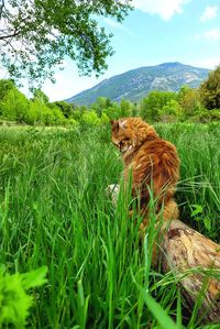 Cat sitting on grassy field against sky