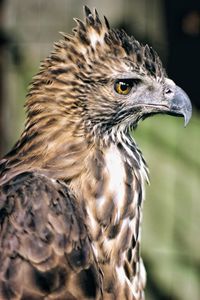 Close-up of a bird