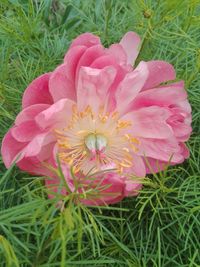 Close-up of pink flower on field