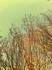 Low angle view of trees against sky