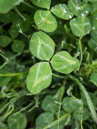 Close-up of wet plant leaves