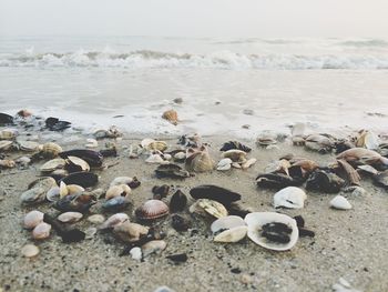 Seashells and mussels on shore at beach