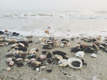 Scenic view of beach