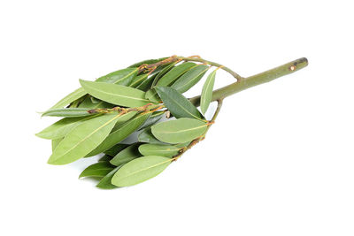 Close-up of fresh green leaves against white background