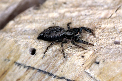 High angle view of insect on wood