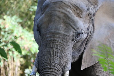 Close-up of elephant in forest