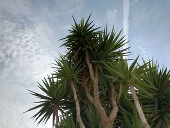 Low angle view of coconut palm tree against sky