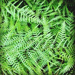 Full frame shot of green leaves