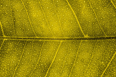 Full frame shot of raindrops on leaves