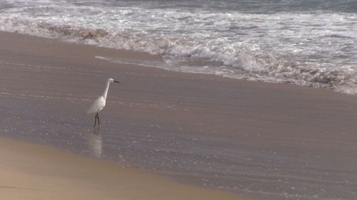 Bird on beach