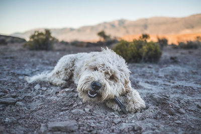 Dog relaxing on land