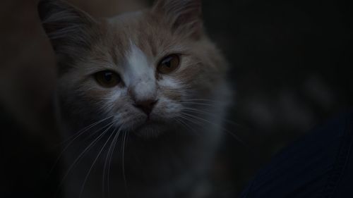 Close-up portrait of cat