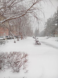 Snow covered trees in winter