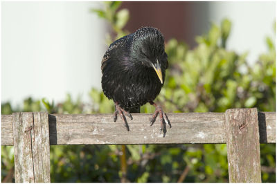 Close-up of bird perching on wooden post