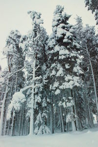 Low angle view of snow covered trees against sky