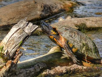 Close-up of lizard on rock by lake