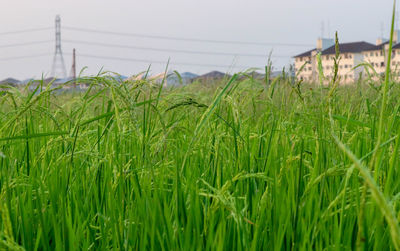 Crops growing on field against sky