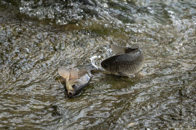 High angle view of duck swimming in lake