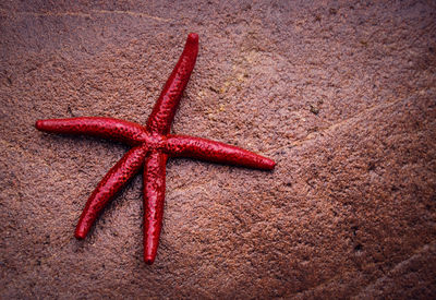 Close-up of red starfish on sand