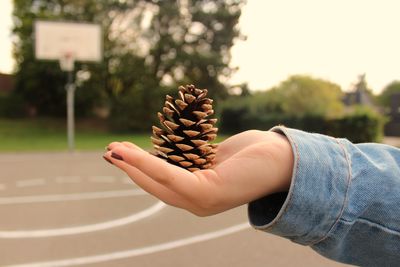 Cropped hand of woman holding pine cone