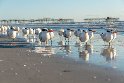 Flock of seagulls on beach