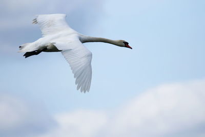 Low angle view of swan flying