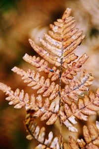 Close-up of dry leaf on plant