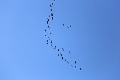 Low angle view of birds flying against clear blue sky