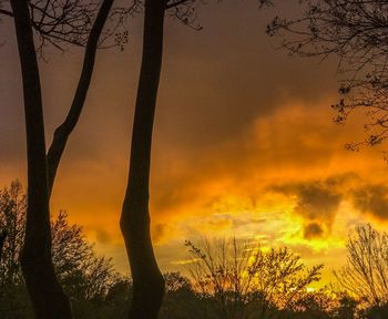 Silhouette trees against sky during sunset