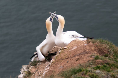 Close-up of seagull perching on rock