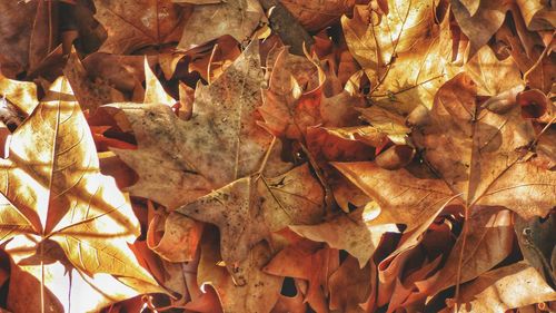 Close-up of fallen maple leaves