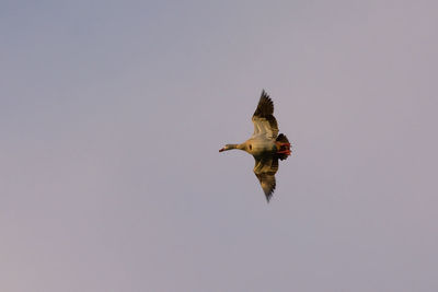 Low angle view of eagle flying in sky